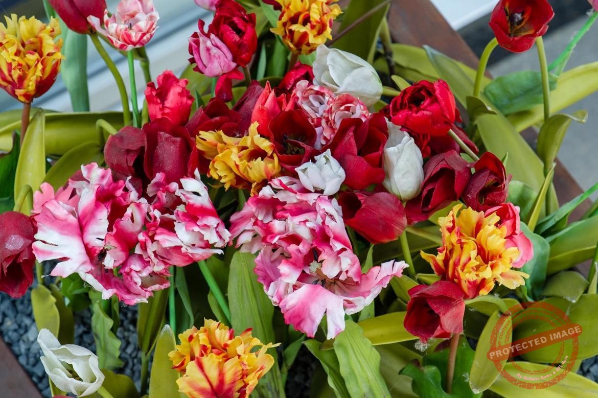 Kwiaty w Amsterdamie