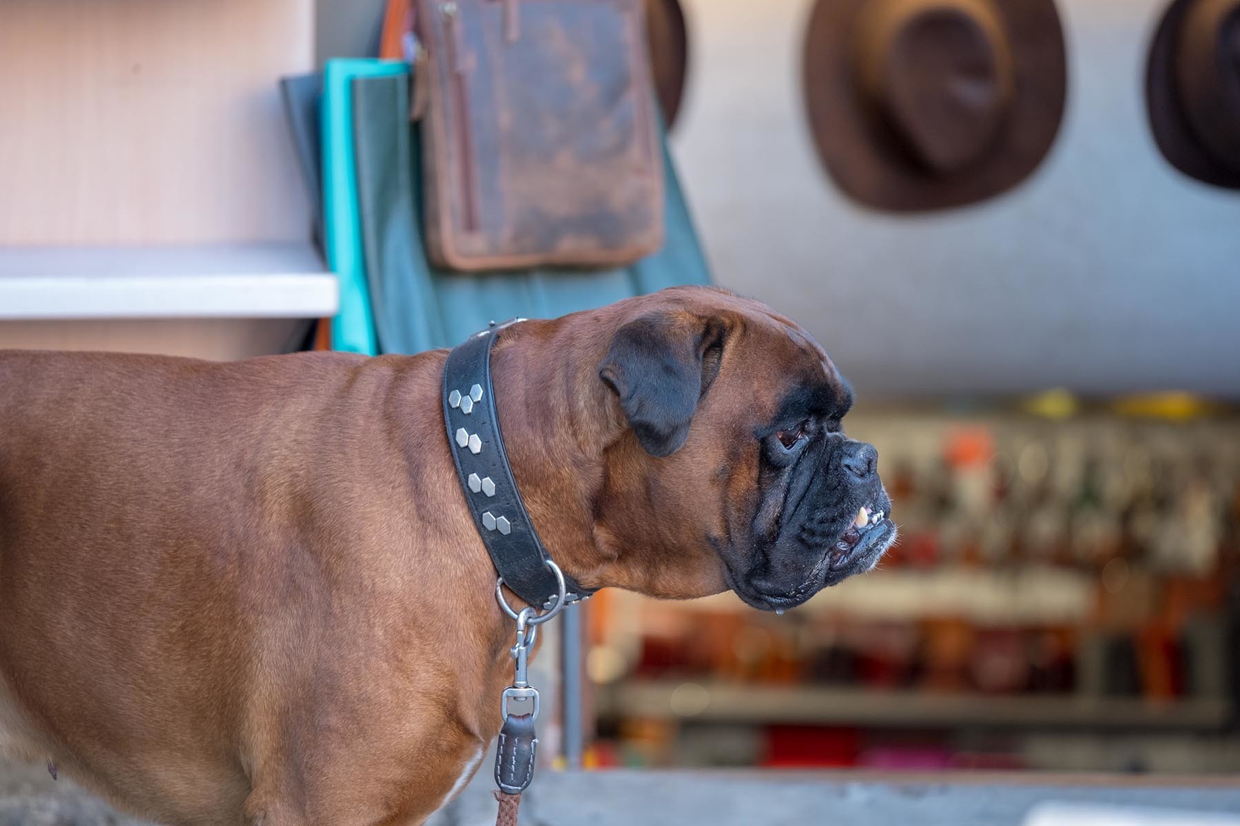 Pies bokser o umaszczeniu marengo zdjęcie z Florencji