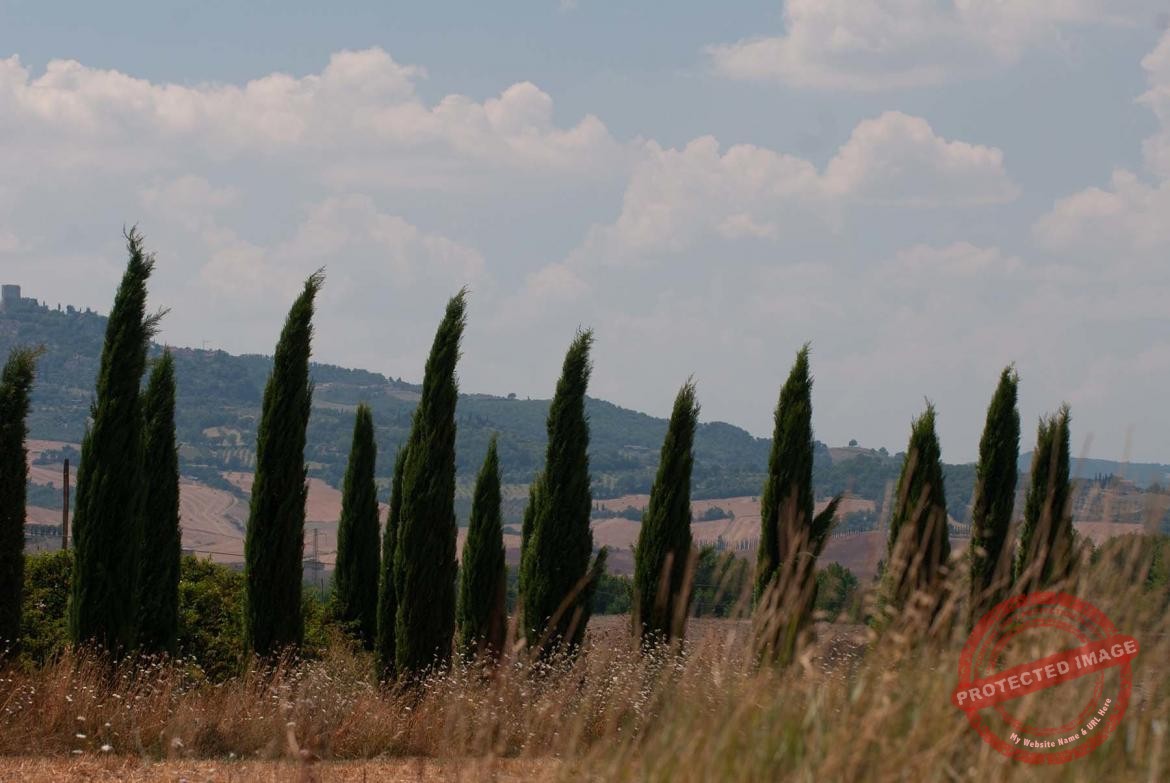 Wiejski krajobraz Toskanii z cyprysami