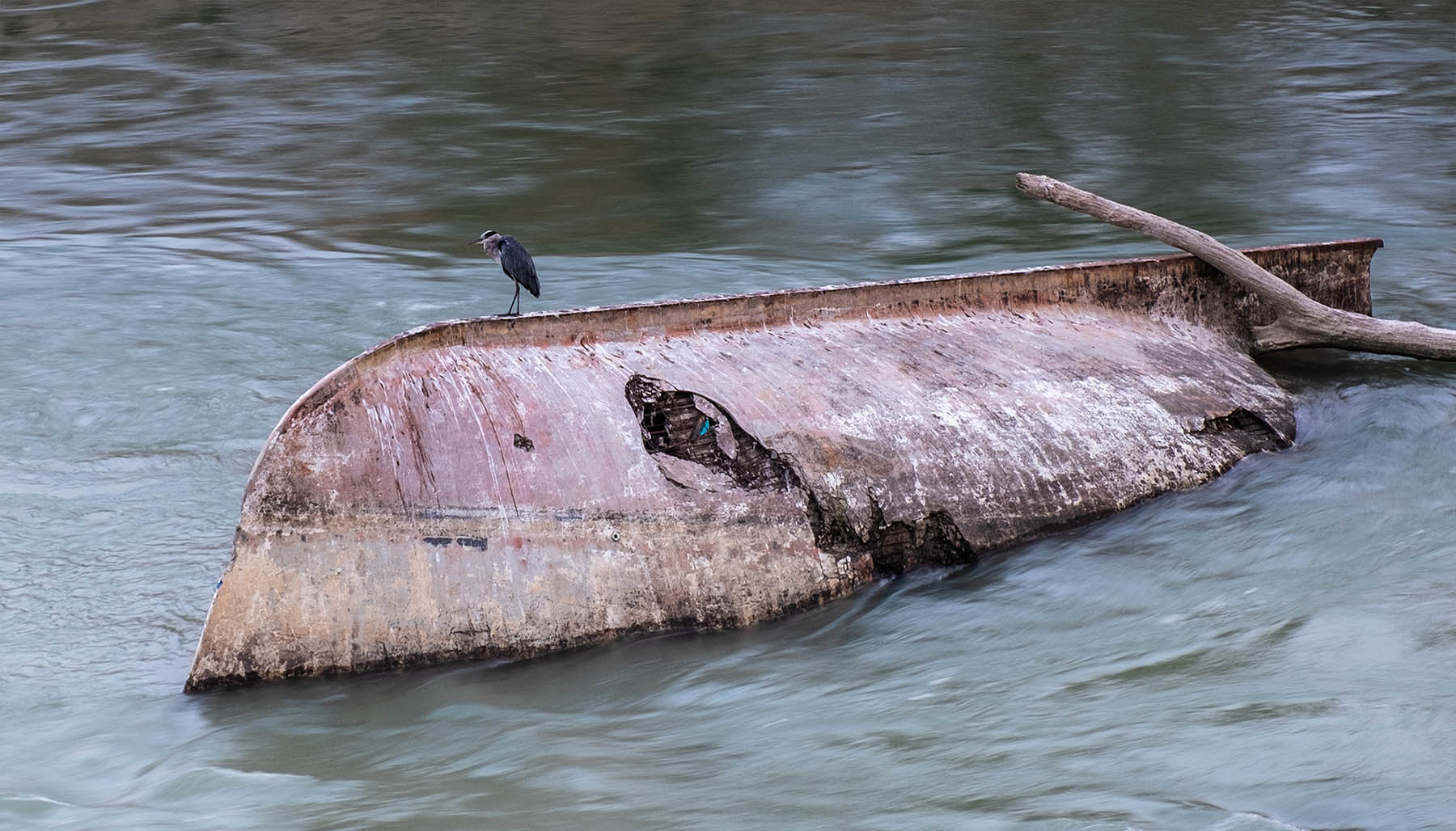 Zatopinoa łódź i czapla na rzece Tybr w Rzymie